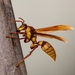 Executioner Wasp - Photo (c) Roy Lee, all rights reserved, uploaded by Roy Lee