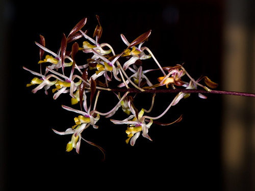 Pink Tea Tree Orchid (Dendrobium carronii)