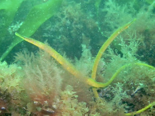 Snake Pipefish