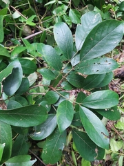 Image of Lonchocarpus salvadorensis