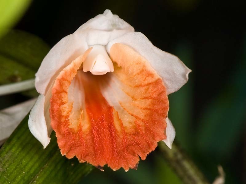 Dendrobium chapaense (Dendrobium chapaense)