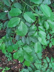 Image of Lonchocarpus guatemalensis