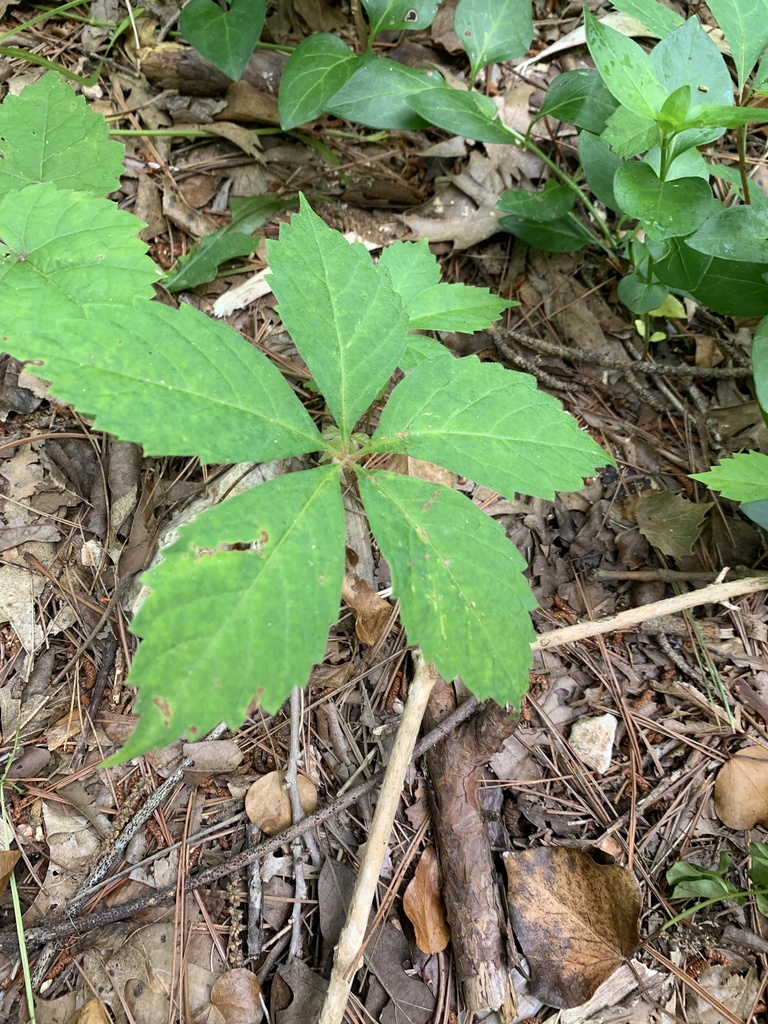 Virginia creeper from Eucha, OK, US on June 08, 2020 at 09:49 AM by ...