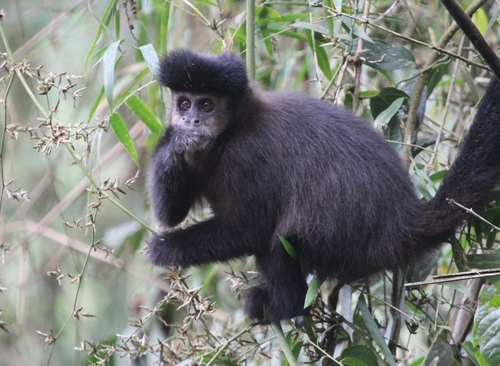 Black capuchin