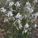 Astragalus conjunctus - Photo (c) Nevin Cullen, כל הזכויות שמורות, הועלה על ידי Nevin Cullen
