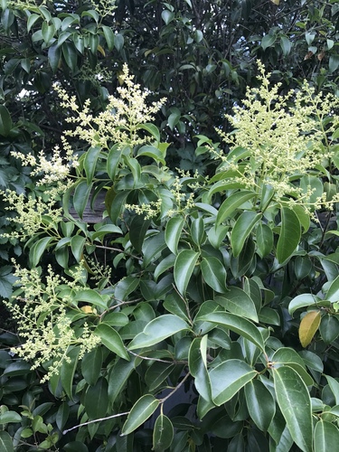 Trueno Chino (Ligustrum lucidum) · Natusfera