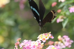 Papilio nireus image