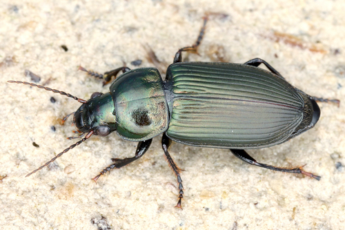 Saltmarsh Short-spur