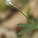 Vicia minutiflora - Photo (c) Layla, כל הזכויות שמורות, הועלה על ידי Layla