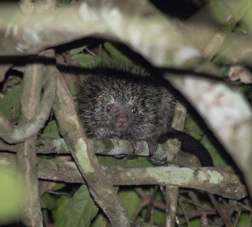 Roosmalen's Dwarf Porcupine (Coendou roosmalenorum) — Data Deficient Mammalia