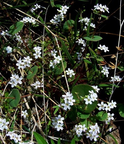 Claytonia parviflora ssp. grandiflora