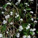 Claytonia parviflora grandiflora - Photo (c) Patrick McIntyre, todos los derechos reservados, subido por Patrick McIntyre
