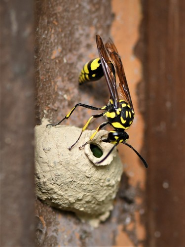 Potter and Mason Wasps (Subfamily Eumeninae) · iNaturalist