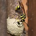 Potter and Mason Wasps - Photo (c) 唐展鴻, all rights reserved, uploaded by 唐展鴻