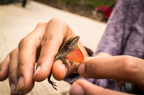 Oaxacan Oak Anole