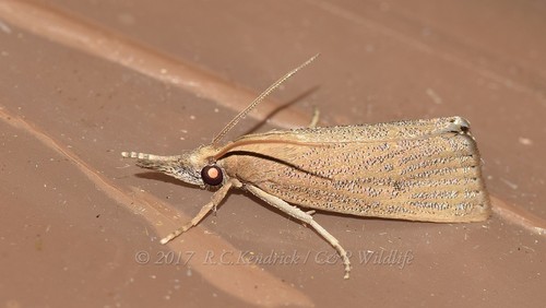 Chilo luteellus Motschulsky, 1866