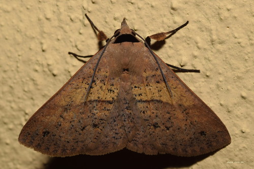 Ophyx eurrhoa Lower, 1903