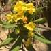 Mimulus fruticosus - Photo (c) Pauline Catling, all rights reserved, uploaded by Pauline Catling