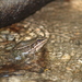 Mexican Cascades Frog - Photo (c) Horacio V. Barcenas, all rights reserved, uploaded by Horacio V. Barcenas
