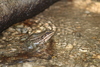 Mexican Cascades Frog - Photo (c) Horacio V. Barcenas, all rights reserved, uploaded by Horacio V. Barcenas