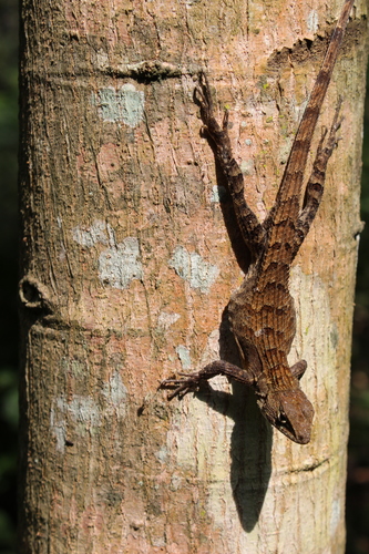 Cope's Largescale Spiny Lizard