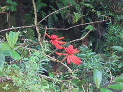 Erythrina gibbosa image