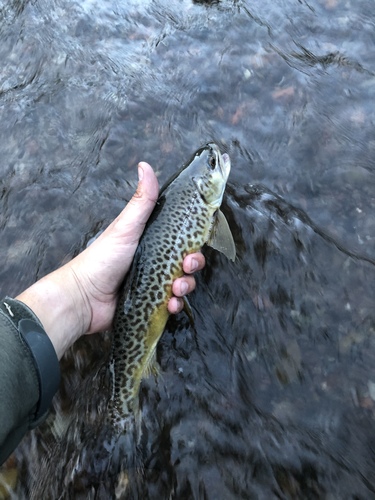 Tiger Trout