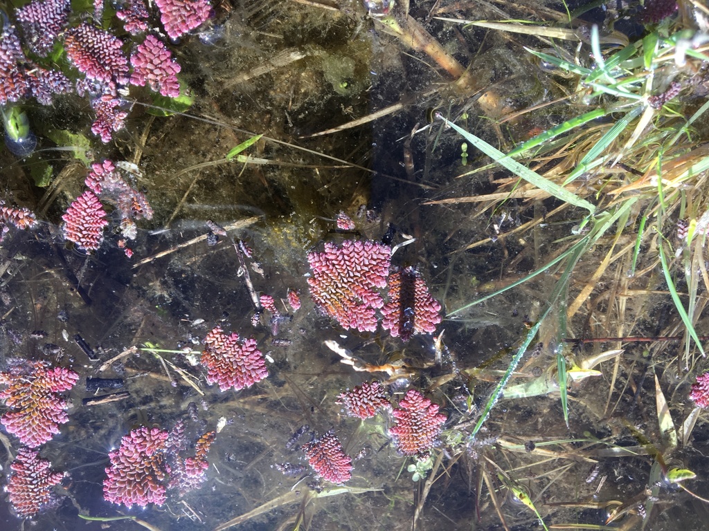 Feathered Mosquito Fern from Clyde North, VIC, AU on June 9, 2020 at 11 ...