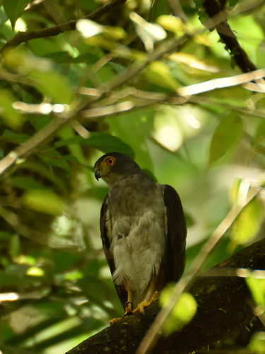 Subspecies Accipiter bicolor bicolor · iNaturalist