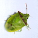Thyanta pseudocasta - Photo 由 Jay L. Keller 所上傳的 (c) Jay L. Keller，保留所有權利