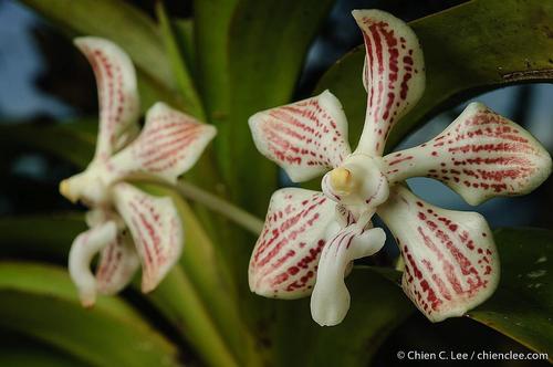 Jennae Orchid