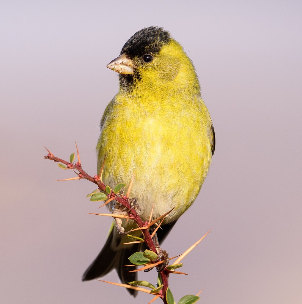 Black Siskin photo