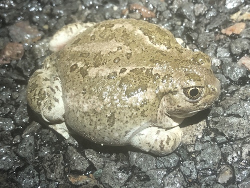 Great Basin Spadefoot