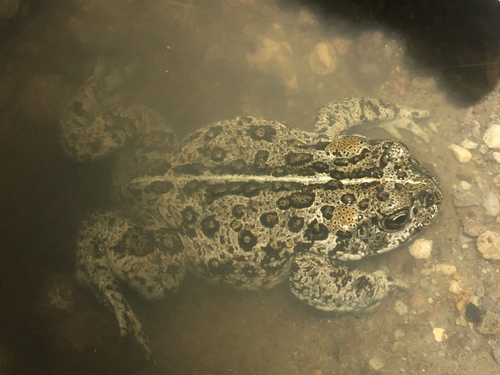 Hot Creek Toad