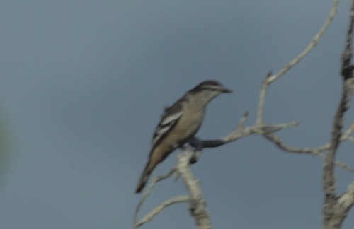 Varied Triller
