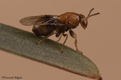 Longleaf Wattle Gall Wasp