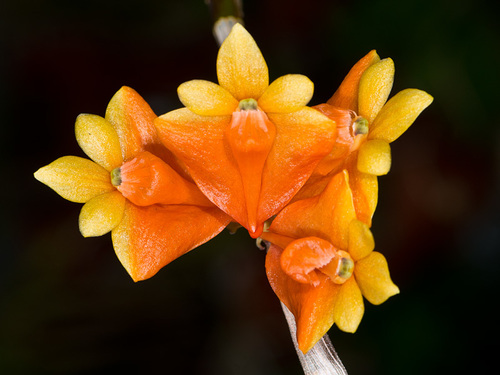 Dendrobium chrysopterum
