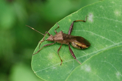 Ukun Insect Photo 77776287, (c) WonGun Kim, all rights reserved, uploaded by WonGun ...