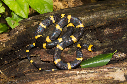 Terrestrial Snail Sucker