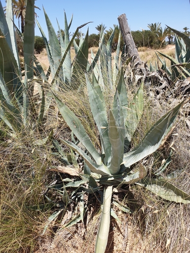 Giant Century Plant