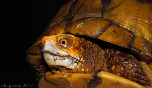 Mexican Box Turtle