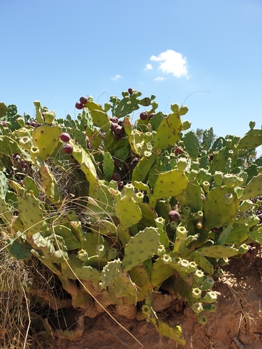 shell mound pricklypear