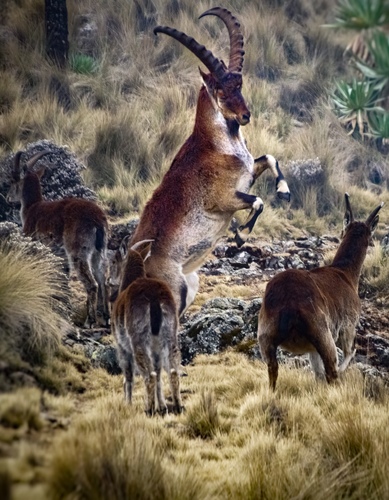 Walia Ibex