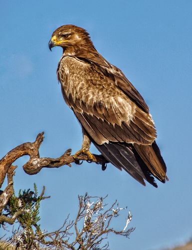 Steppe Eagle