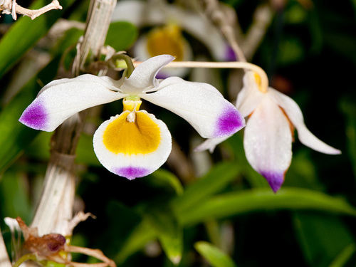 Dendrobium crystallinum