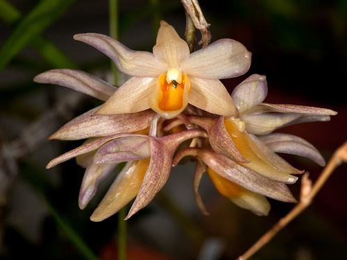 Dendrobium cymboglossum