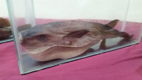 Ocean Puffer