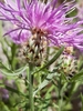 Centaurea - Photo (c) Cyrus Crabb, all rights reserved, uploaded by Cyrus Crabb