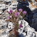 Centaurea corymbosa - Photo (c) Cyrus Crabb, todos los derechos reservados, subido por Cyrus Crabb