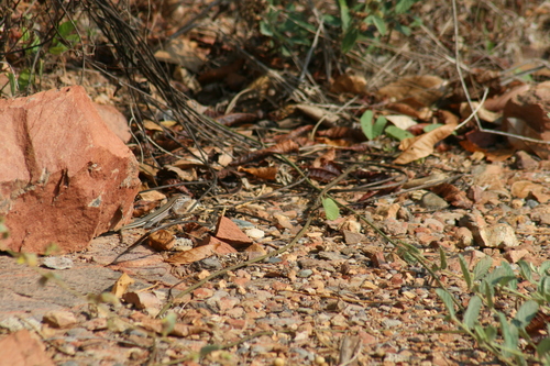 Colima Giant Whiptail (Aspidoscelis communis)